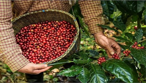 Xuất khẩu cà phê thu về 4,18 tỷ USD